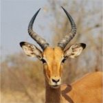 impala in kruger